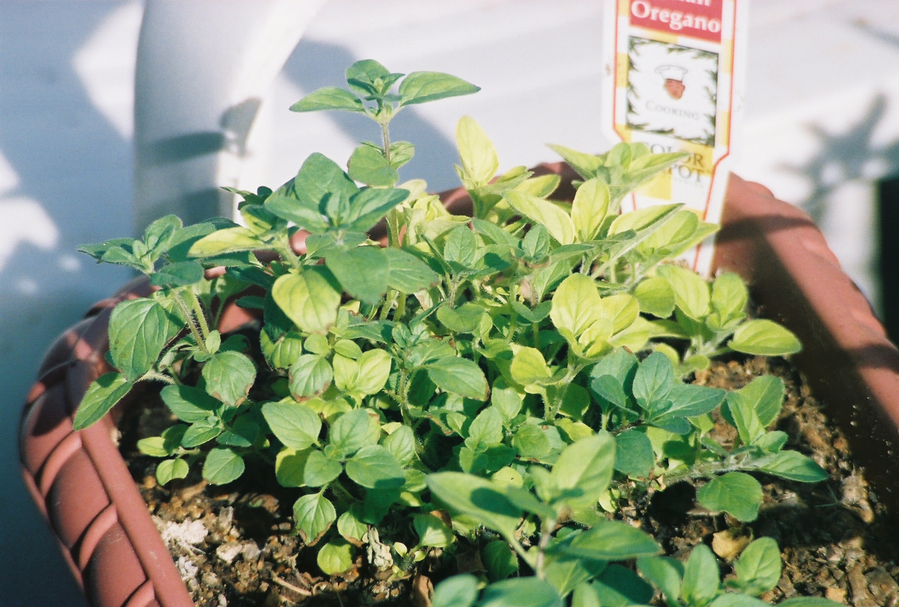Oregano example of story with limited third