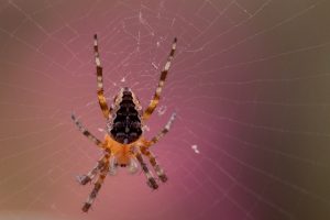 dialogue, tension, garden spider, araneus diadematus, spider