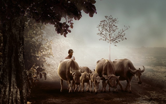 man, village, shepherd, cows on the road