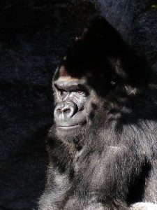 gorilla, monkey, view