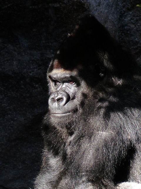 gorilla, tension, subtext, feelings